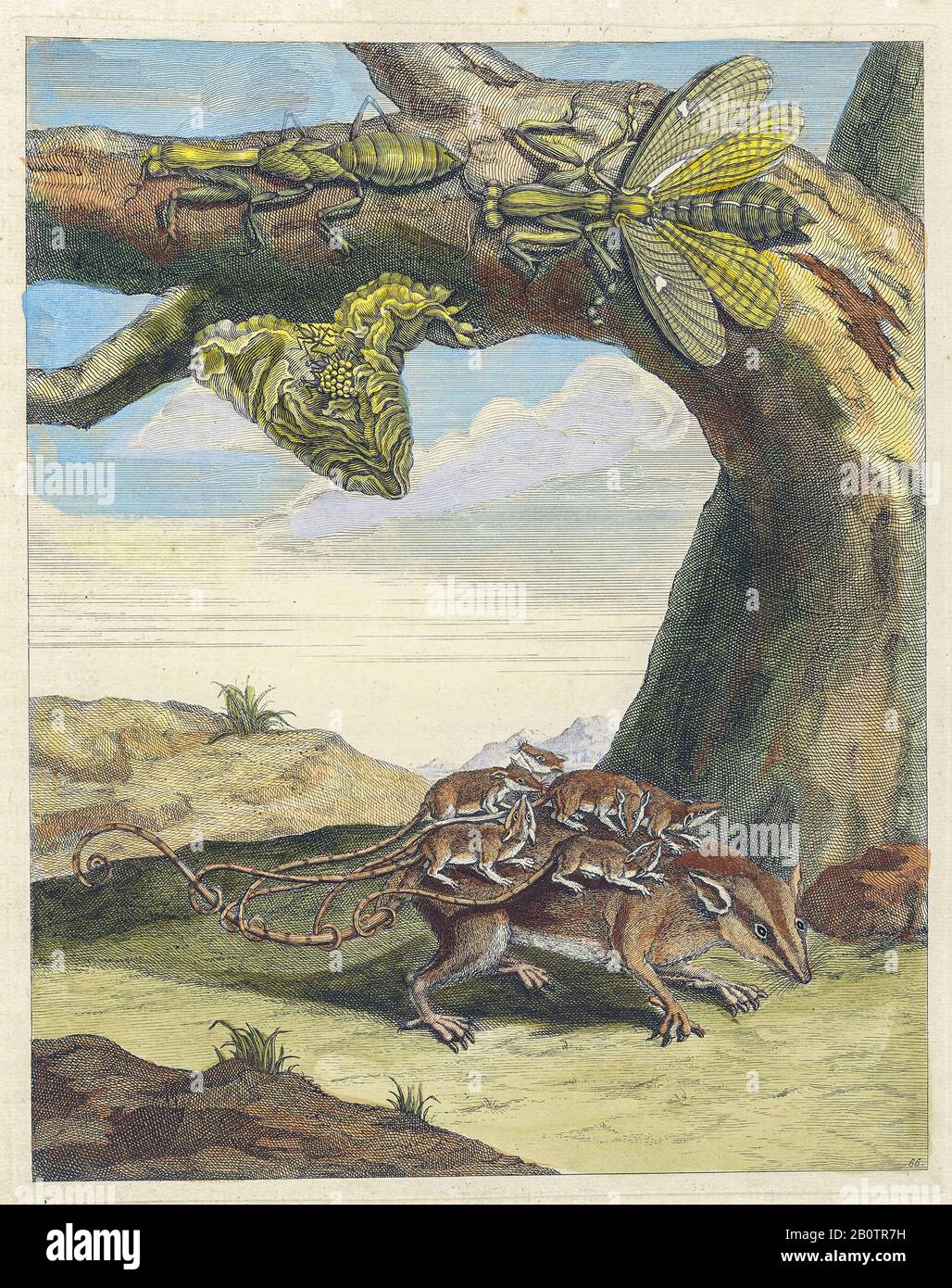 Ciclo di vita di Opossum e mantid da Metamorphosis insetttorum Surinamensium (insetti Suriname) un libro del secolo 18th colorato a mano da Maria Sibylla Merian pubblicato ad Amsterdam nel 1719 Foto Stock