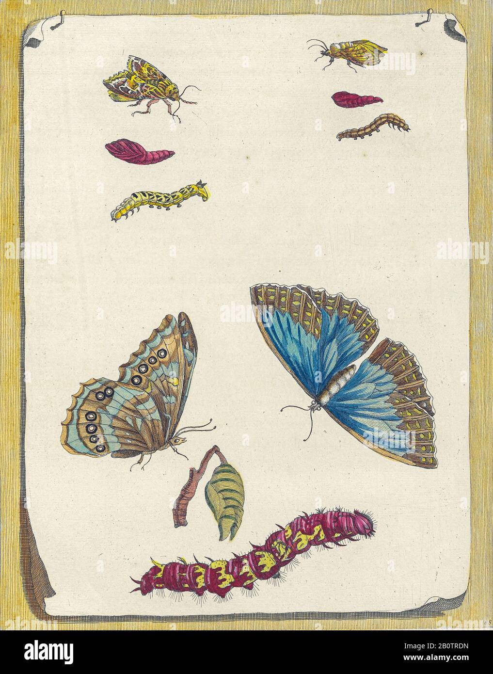 Pianta e farfalla da Metamorphosis insetttorum Surinamensium (insetti Suriname) un libro del secolo 18th colorato a mano da Maria Sibylla Merian pubblicato ad Amsterdam nel 1719 Foto Stock