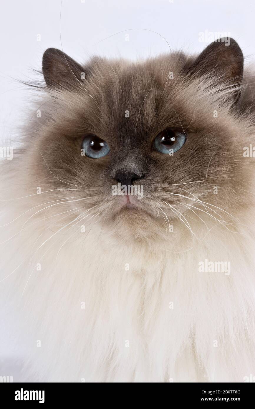 Blue Birmanese gatto domestico contro uno sfondo bianco Foto Stock