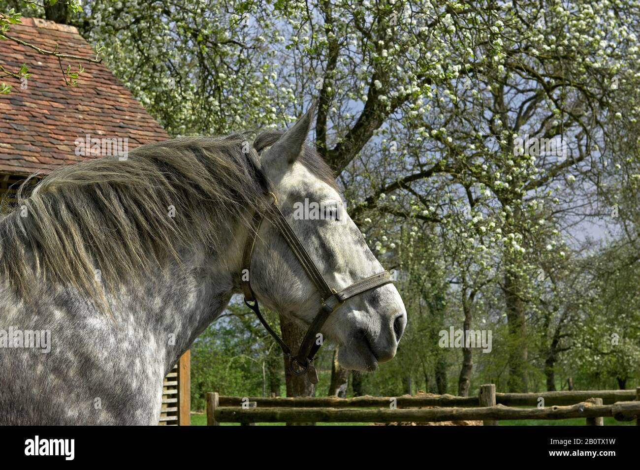 Progetto Percheron cavalli, una razza francese, con capezza Foto Stock