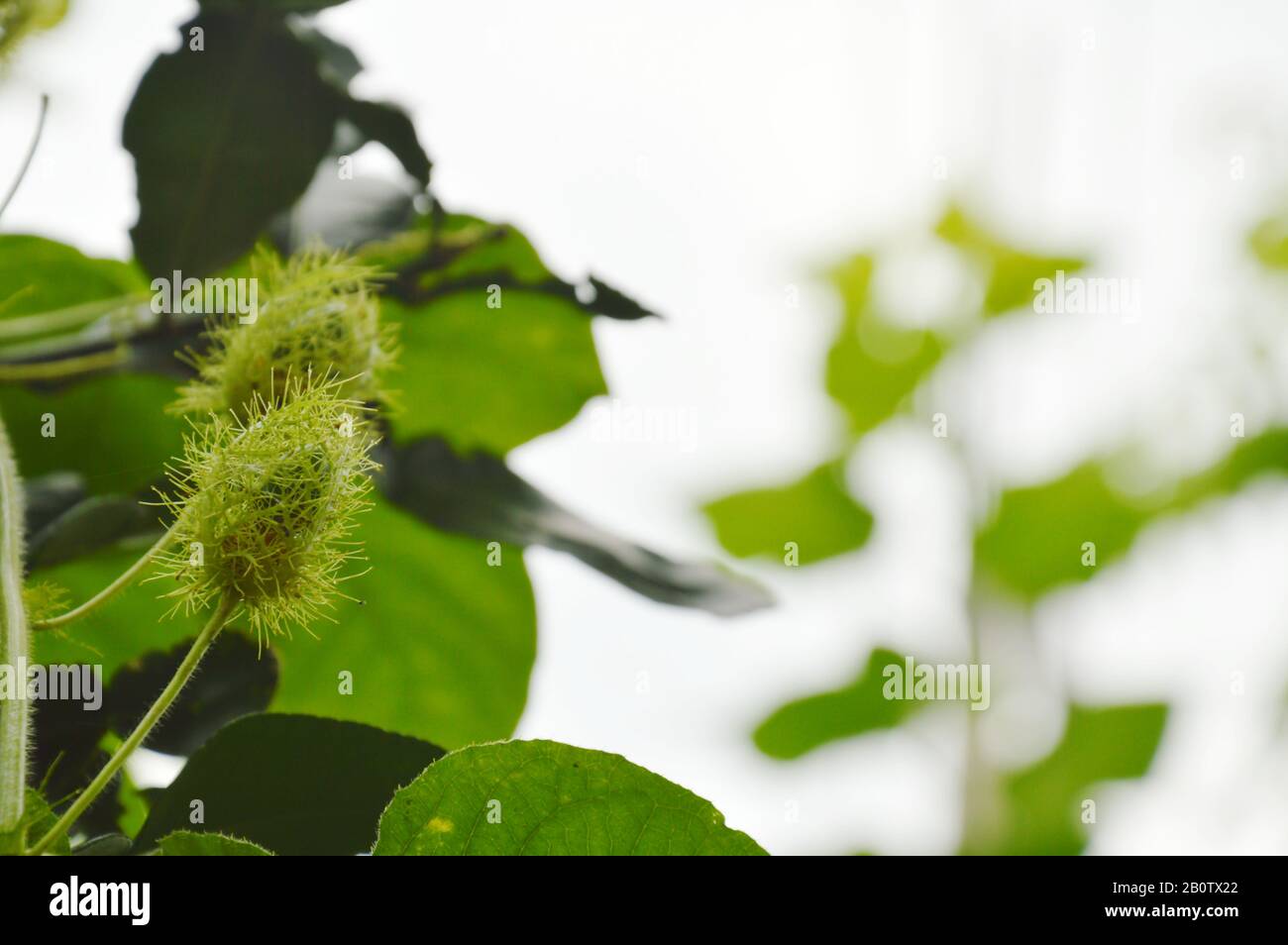 scarlatto frutta passionflower o passiflora foetida erbe tropicali in giardino cortile Foto Stock