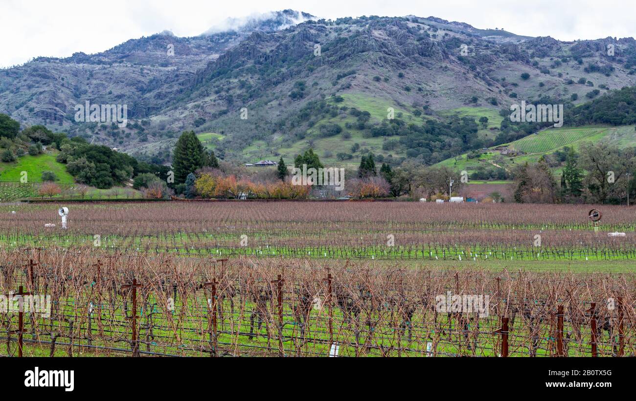 Napa Valley durante l'inverno. La vite sembra una foschia che si innalza sopra il suolo, preparandosi a addormentarsi prima della primavera! Foto Stock