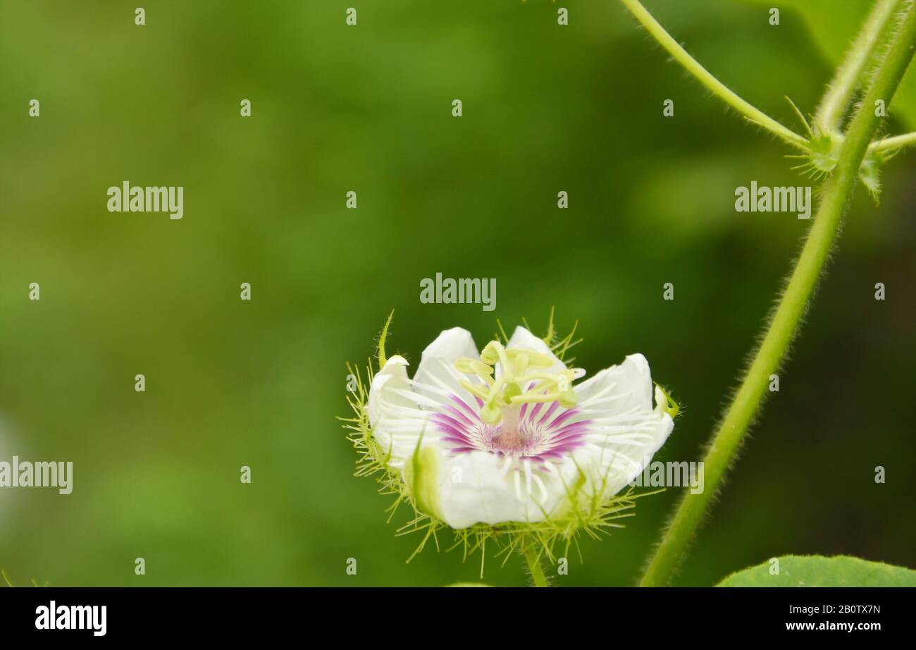 scarlatto frutta passionflower o passiflora foetida erbe tropicali in giardino cortile Foto Stock