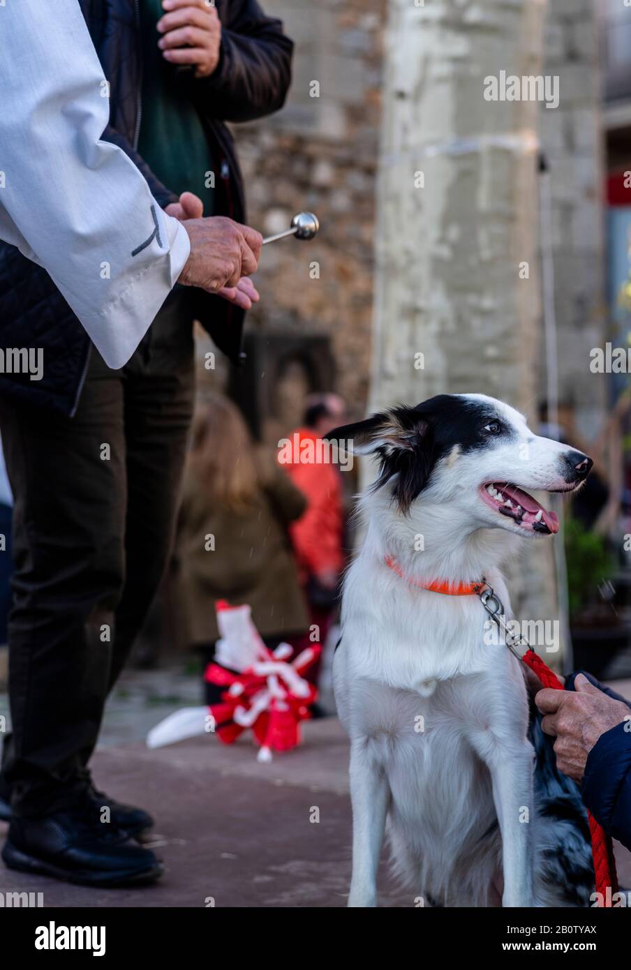 Celebrazione religiosa cattolica di San Antonio Abad, benedizione degli animali, Alella, Barcellona, Spagna, Europa. Foto Stock