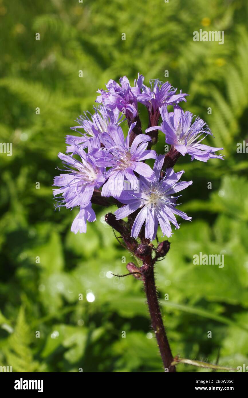 Alpen- Milchlattich, Cicerbita Alpina Foto Stock