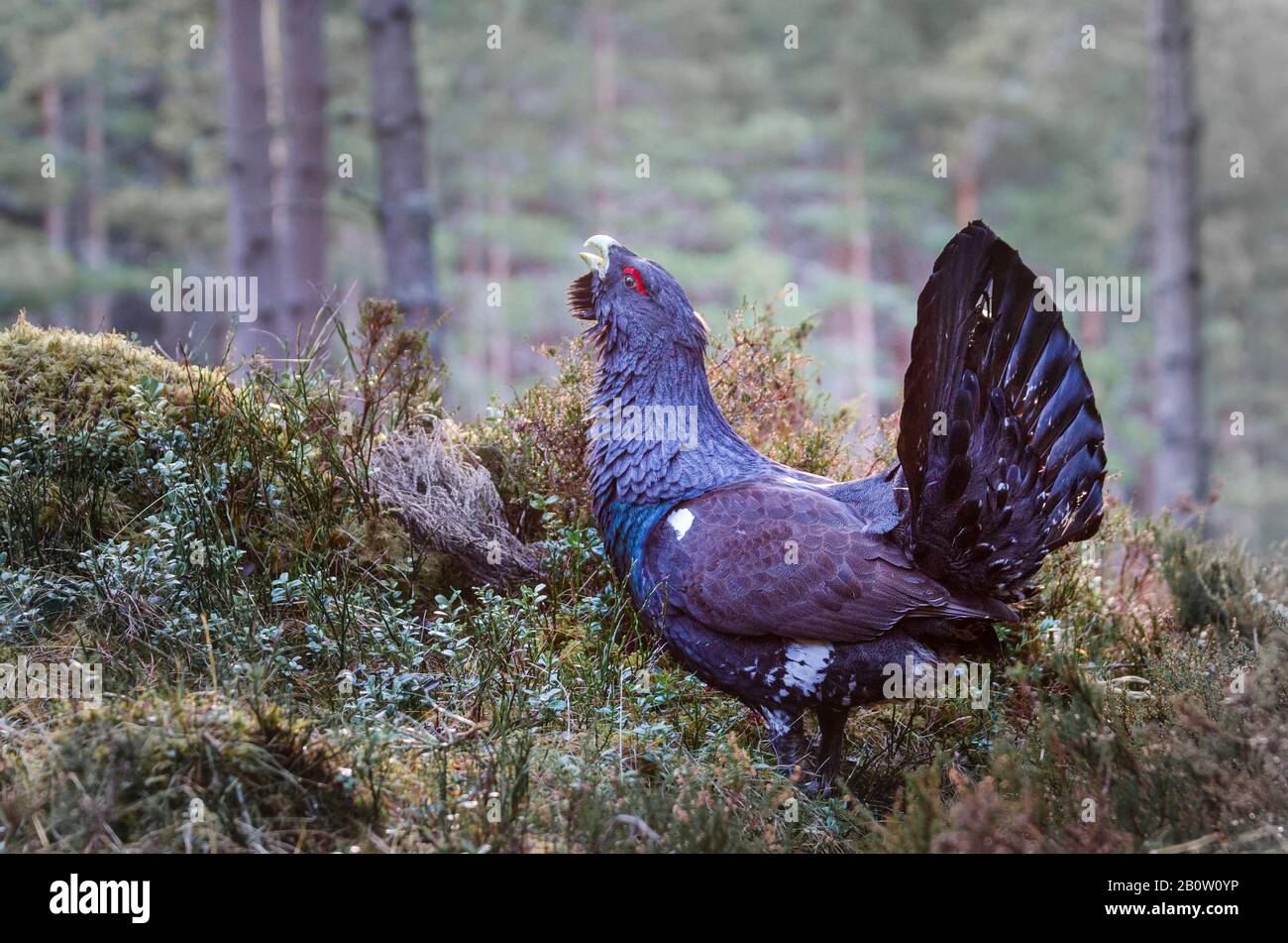 Cappercaillie occidentali, Tetrao urogallo anche conosciuto come il legno grouse Foto Stock