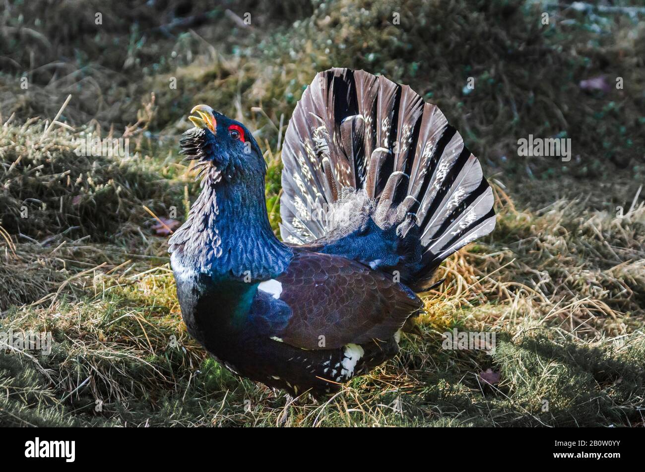 Cappercaillie occidentali, Tetrao urogallo anche conosciuto come il legno grouse Foto Stock