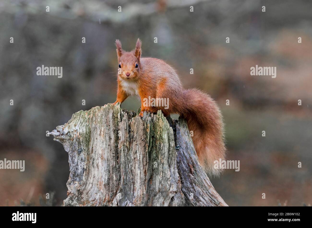 Fauna scozzese, scoiattolo rosso, Sciurus vulgaris Foto Stock