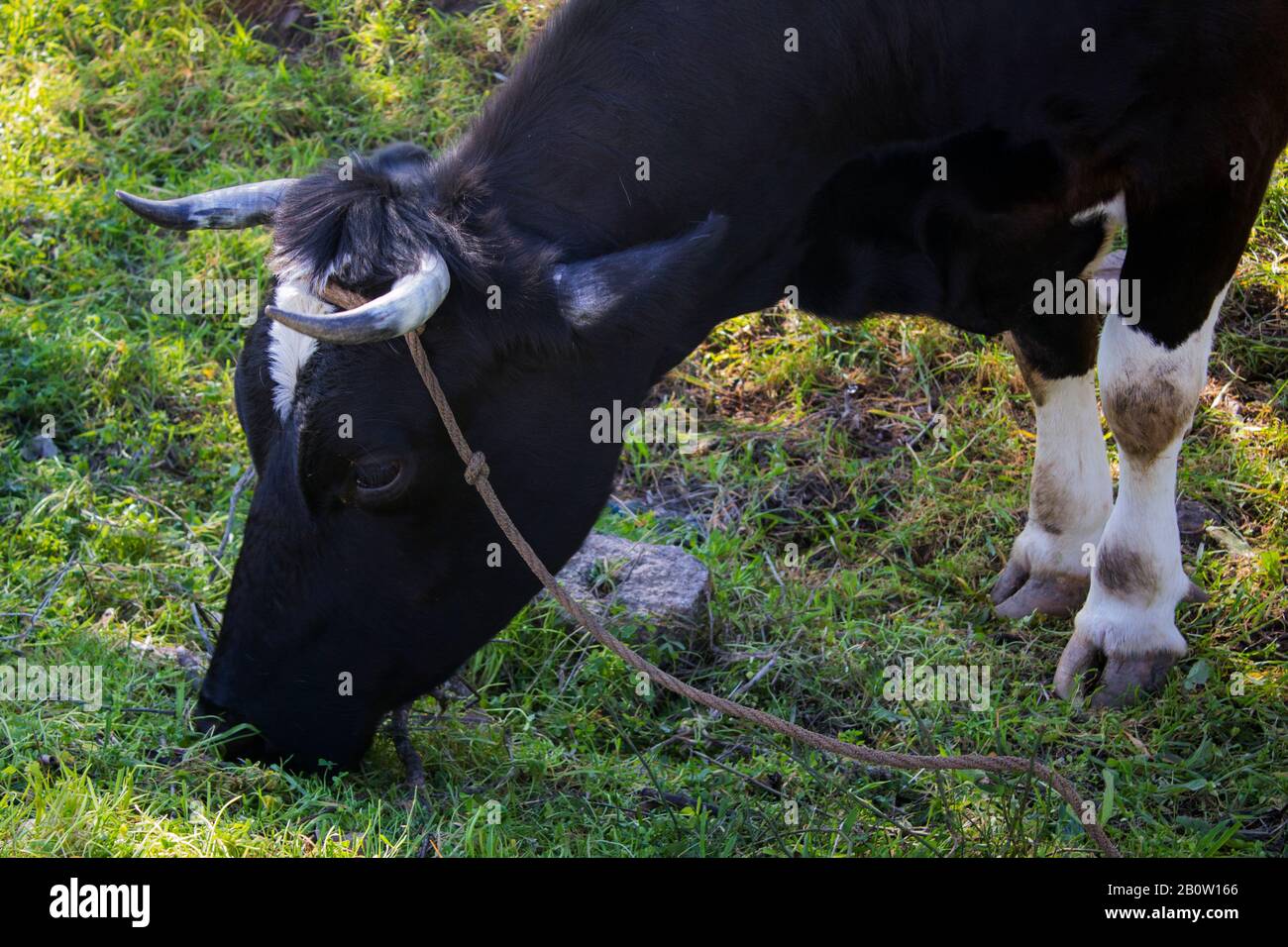 Ritratto a metà corpo di una mucca che pascolano erba verde, legata da una corda, calma Foto Stock