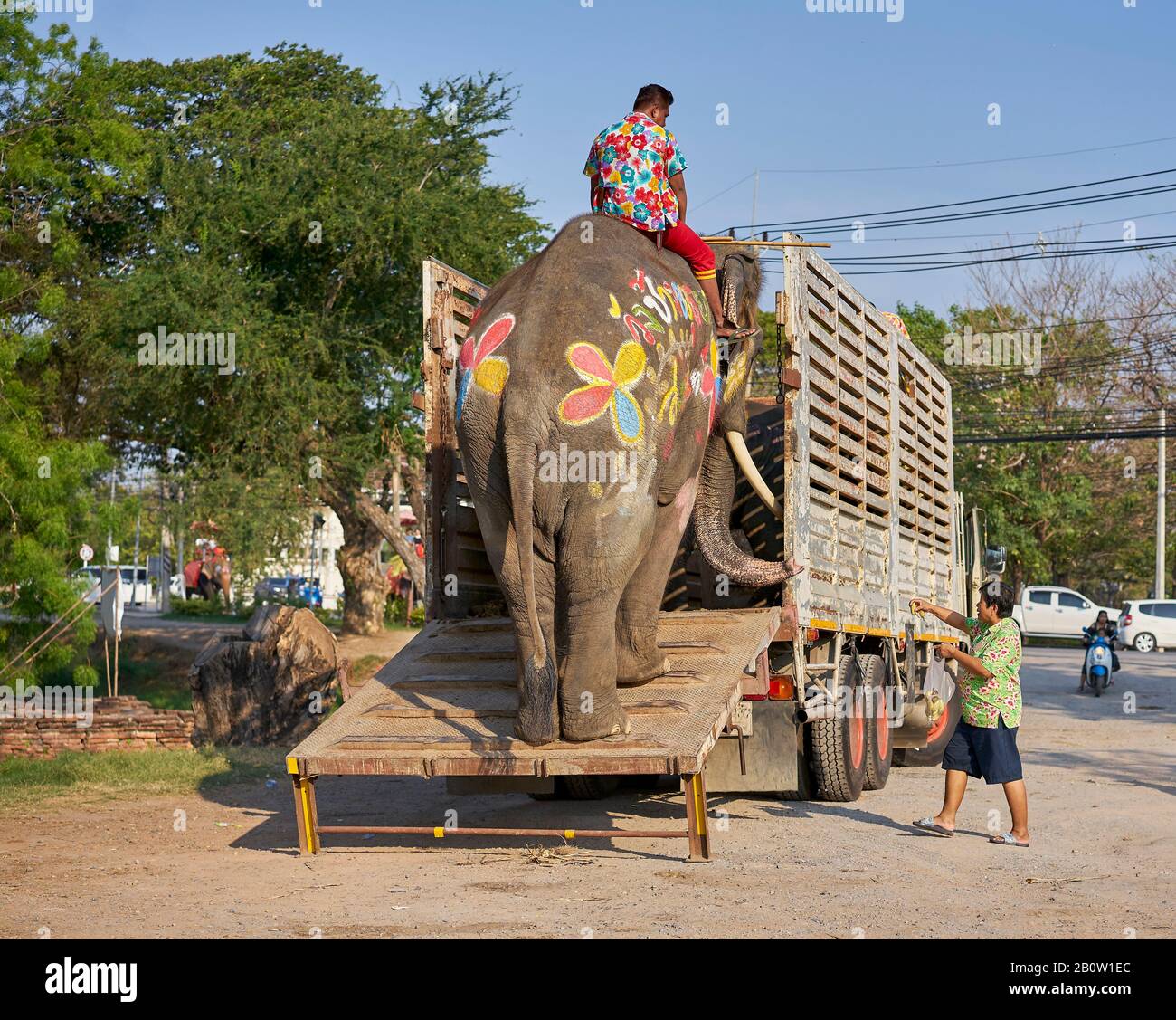 Elefanti dipinti per la festa di Songkran, che è nuovo anno in Thailandia. Foto Stock