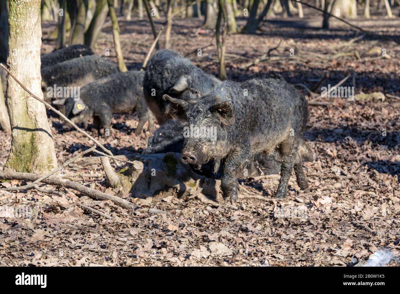 Gruppo di maiali Mangalica tenuti all'aperto in una foresta. Produzione di suini a libera gamma. Immagine Foto Stock