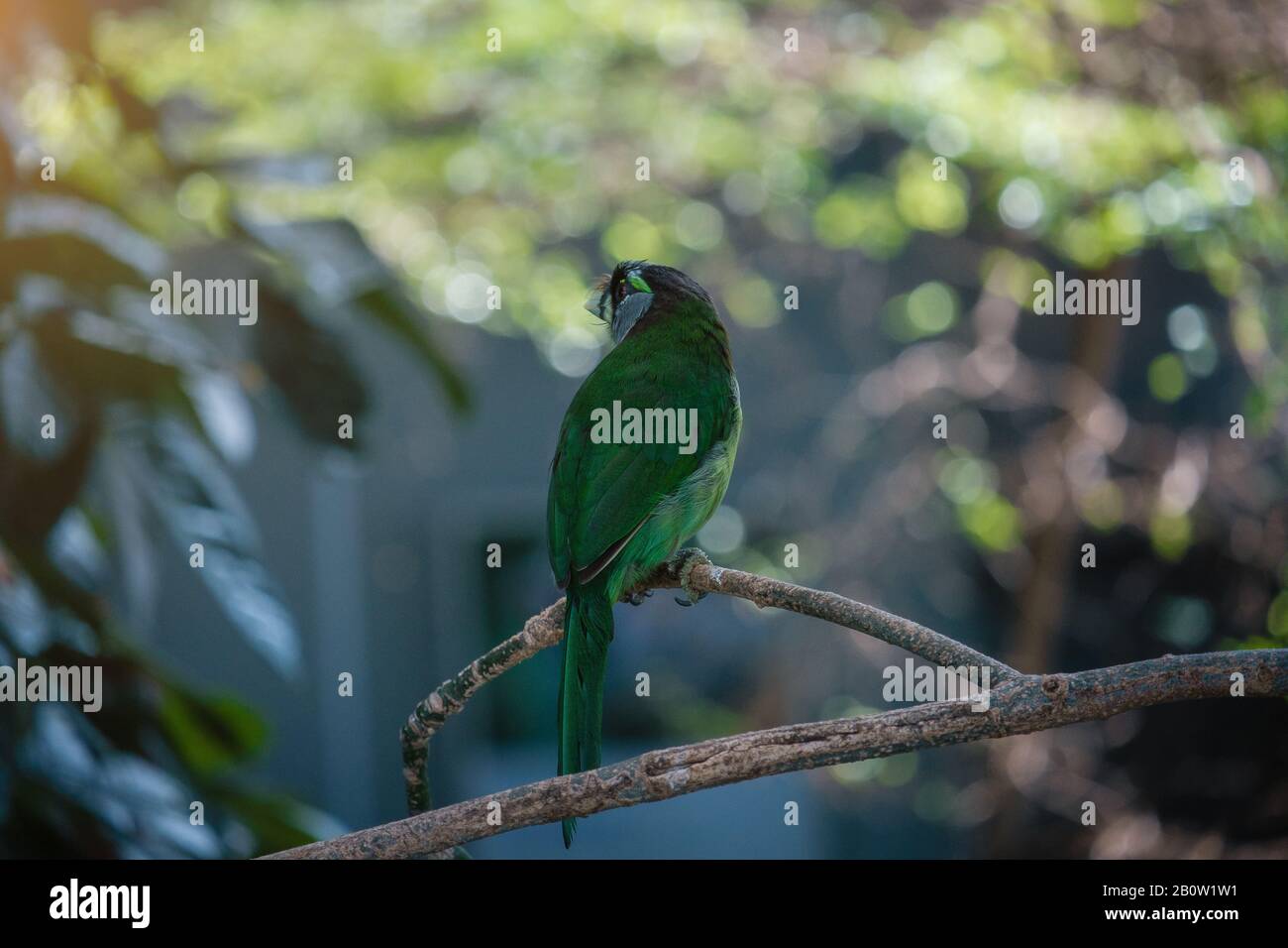 Il blue-naped parrot o Tanygnathus lucionensis, anche il blu-incoronato pappagallo verde, Luzon Parrot, il filippino pappagallo verde o come picoy seduto su Foto Stock