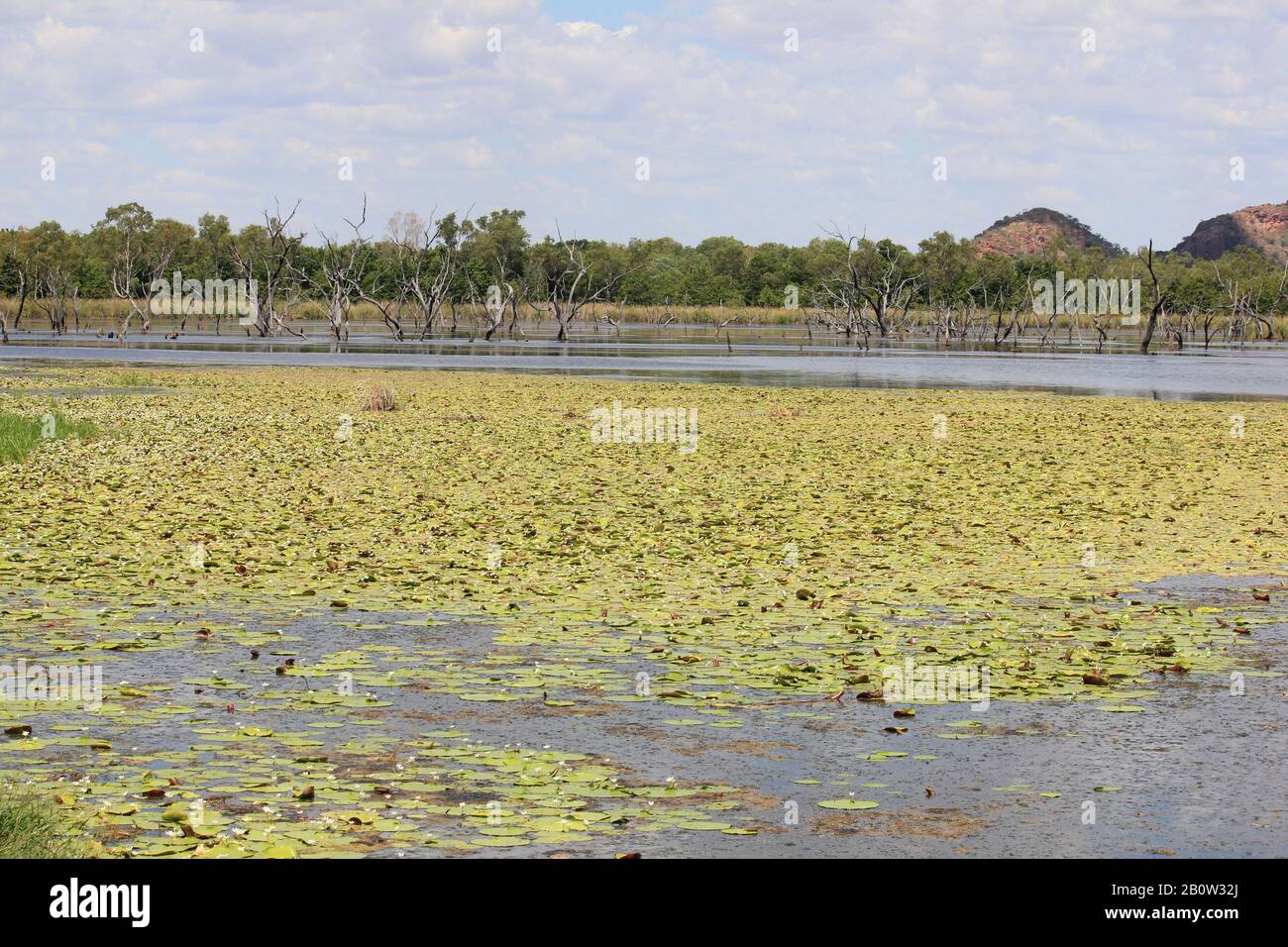 Kununurra Zone Umide Australia Occidentale Foto Stock