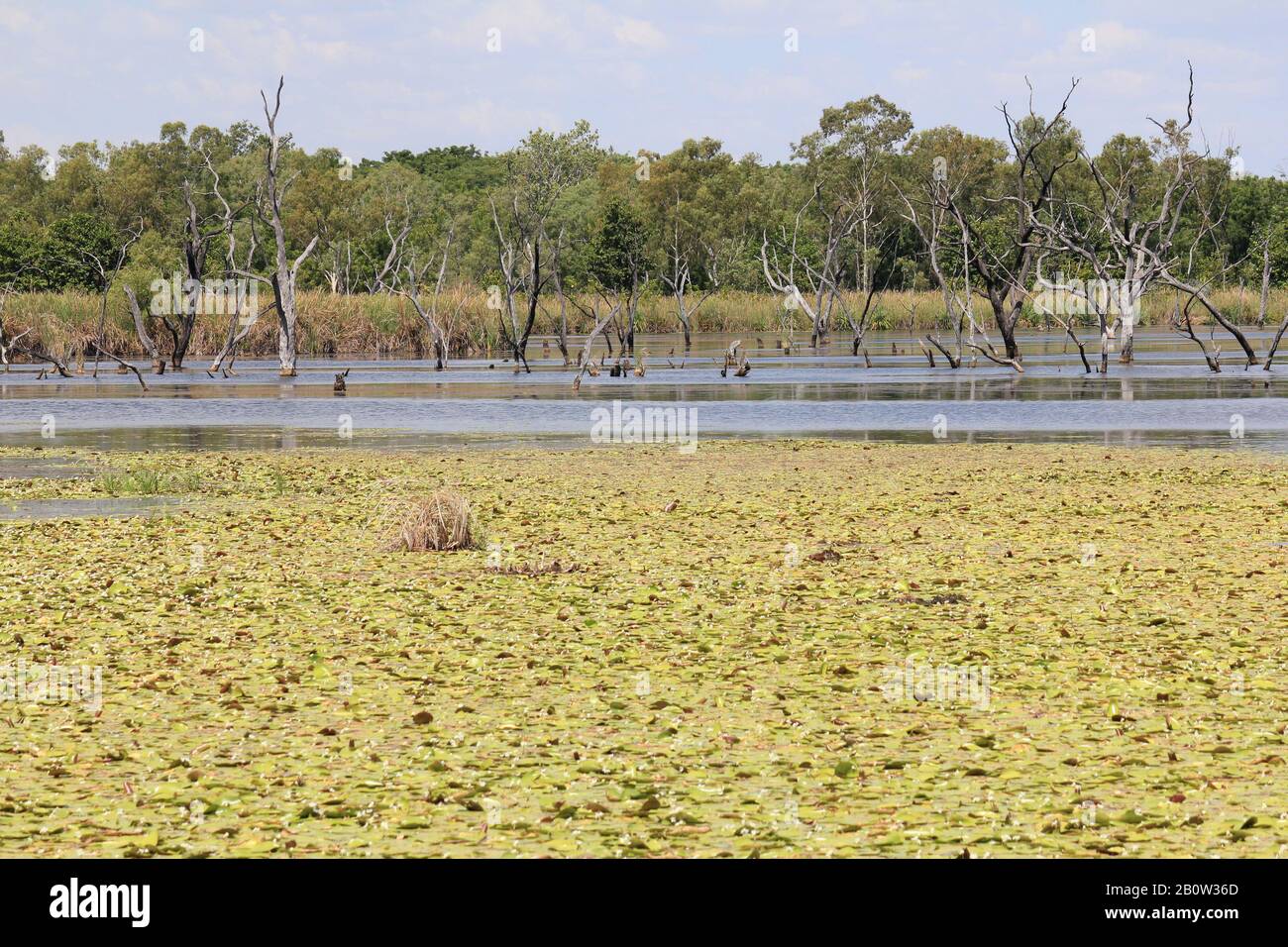 Kununurra Zone Umide Australia Occidentale Foto Stock