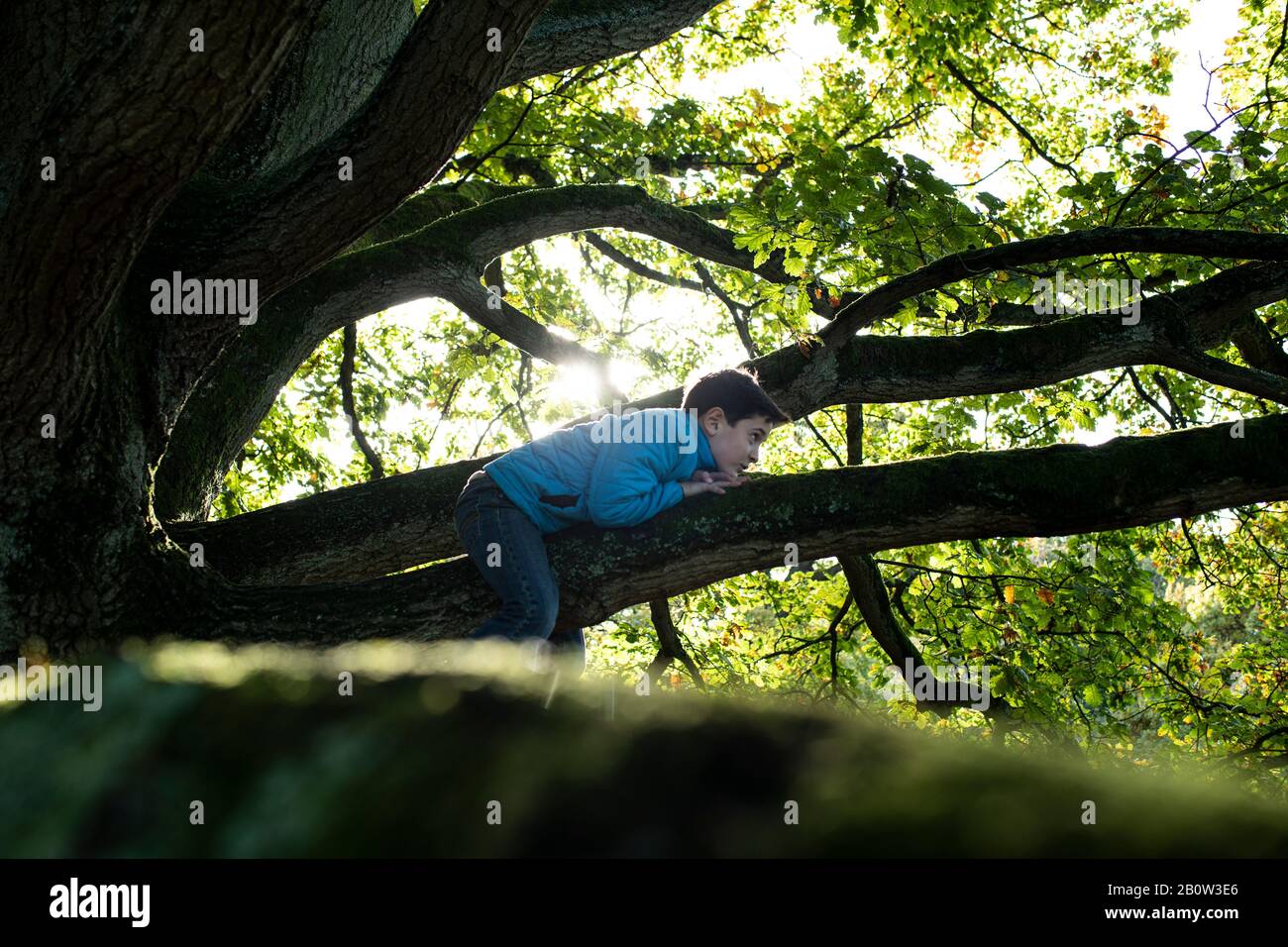 Ragazzo sdraiato sul ramo di un vecchio albero di quercia. Foto Stock