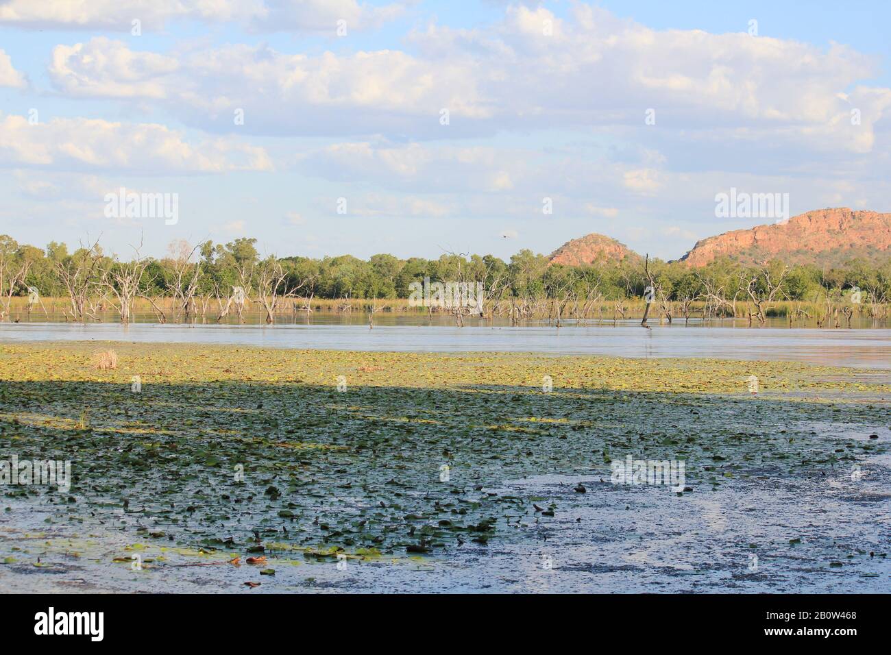 Kununurra Zone Umide Australia Occidentale Foto Stock