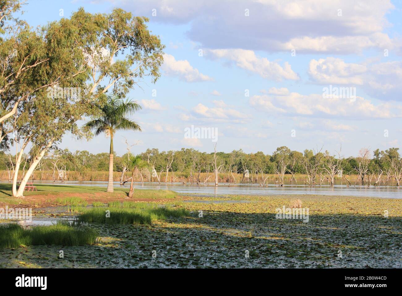 Kununurra Zone Umide Australia Occidentale Foto Stock