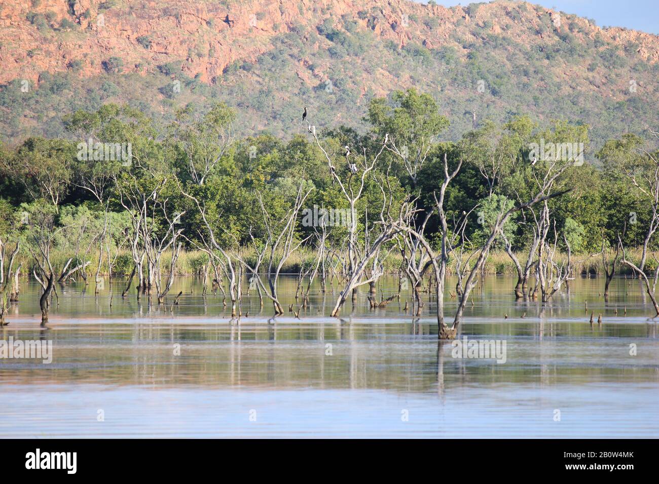 Kununurra Zone Umide Australia Occidentale Foto Stock