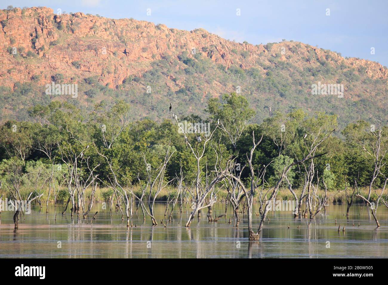 Kununurra Zone Umide Australia Occidentale Foto Stock