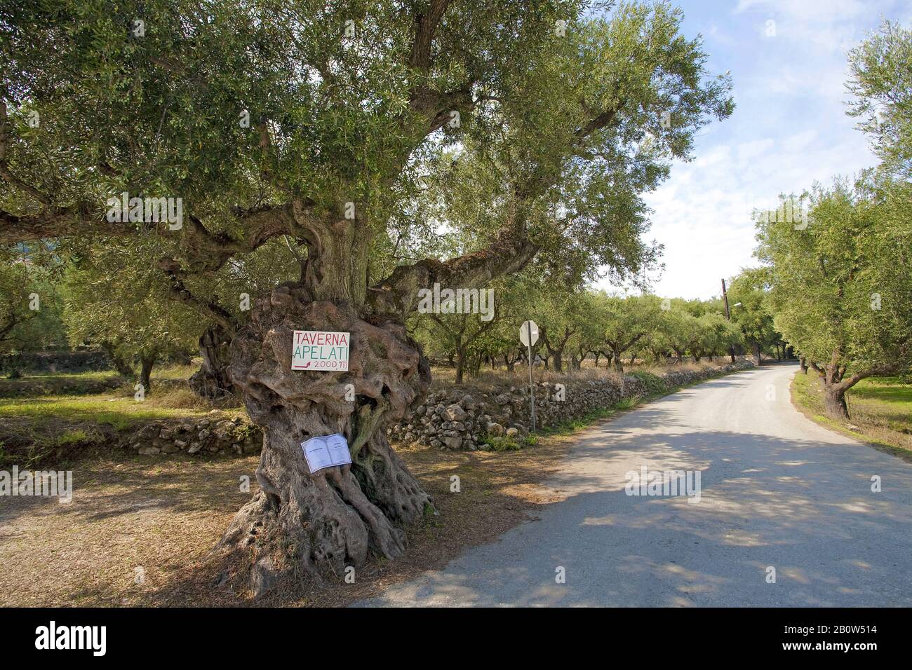 Segnaletica su un vecchio Olivo (Olea europaea), Limni Keriou, isola di Zante, Grecia Foto Stock