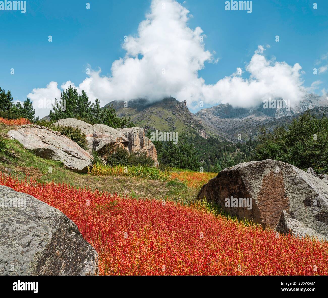 Il raccolto rosso di Ogla, uso nel pane, coltivato lungo i pendii delle montagne himalaya in estate, Rackham, Himachal Pradesh, India. Foto Stock