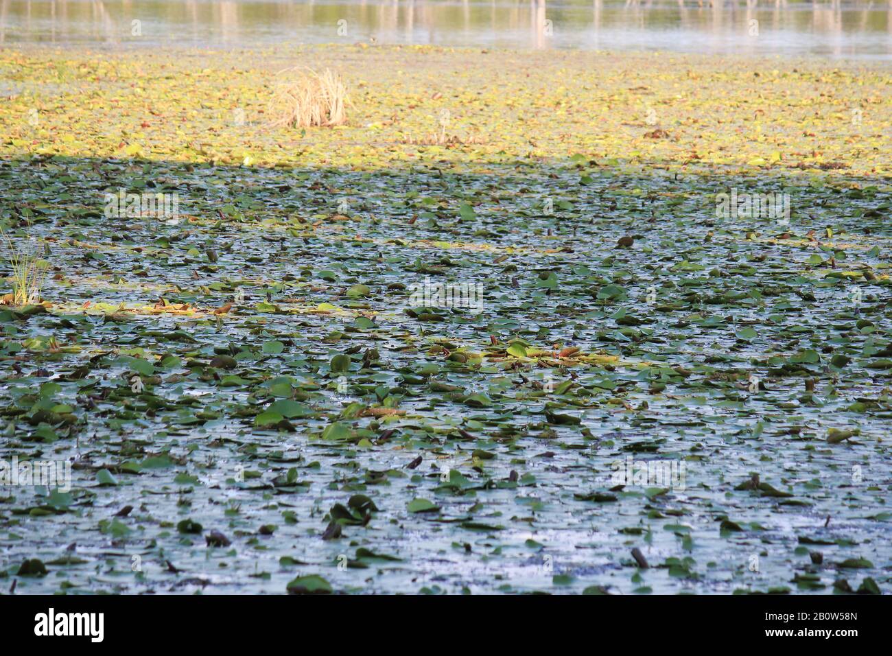 Ord River Irrigation Scheme, Kununurra Foto Stock