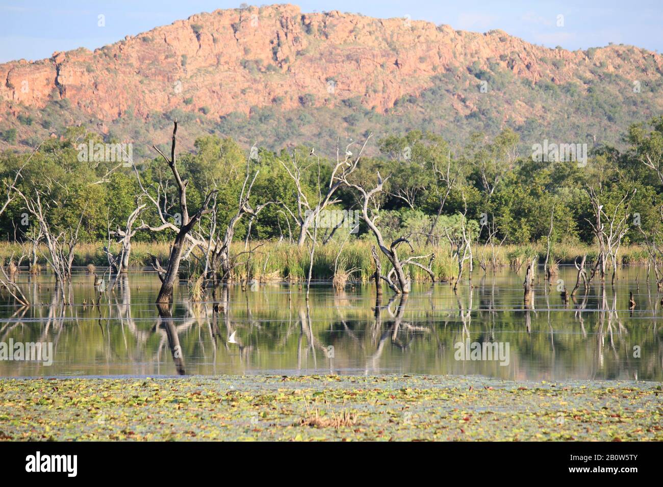 Kununurra Zone Umide Australia Occidentale Foto Stock