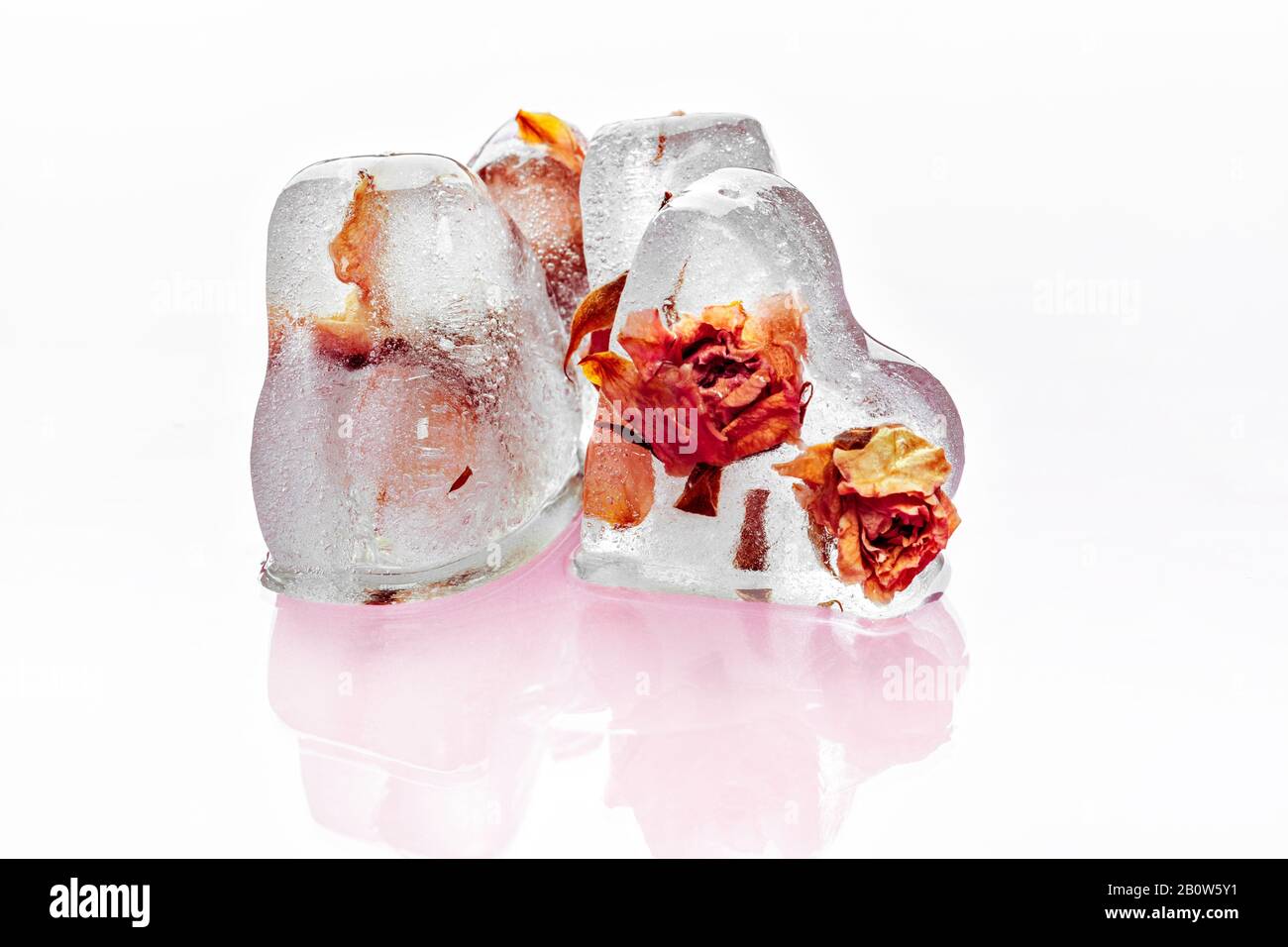 Rosa ghiacciata in cubetto di ghiaccio. Foto creativa. Foto Stock