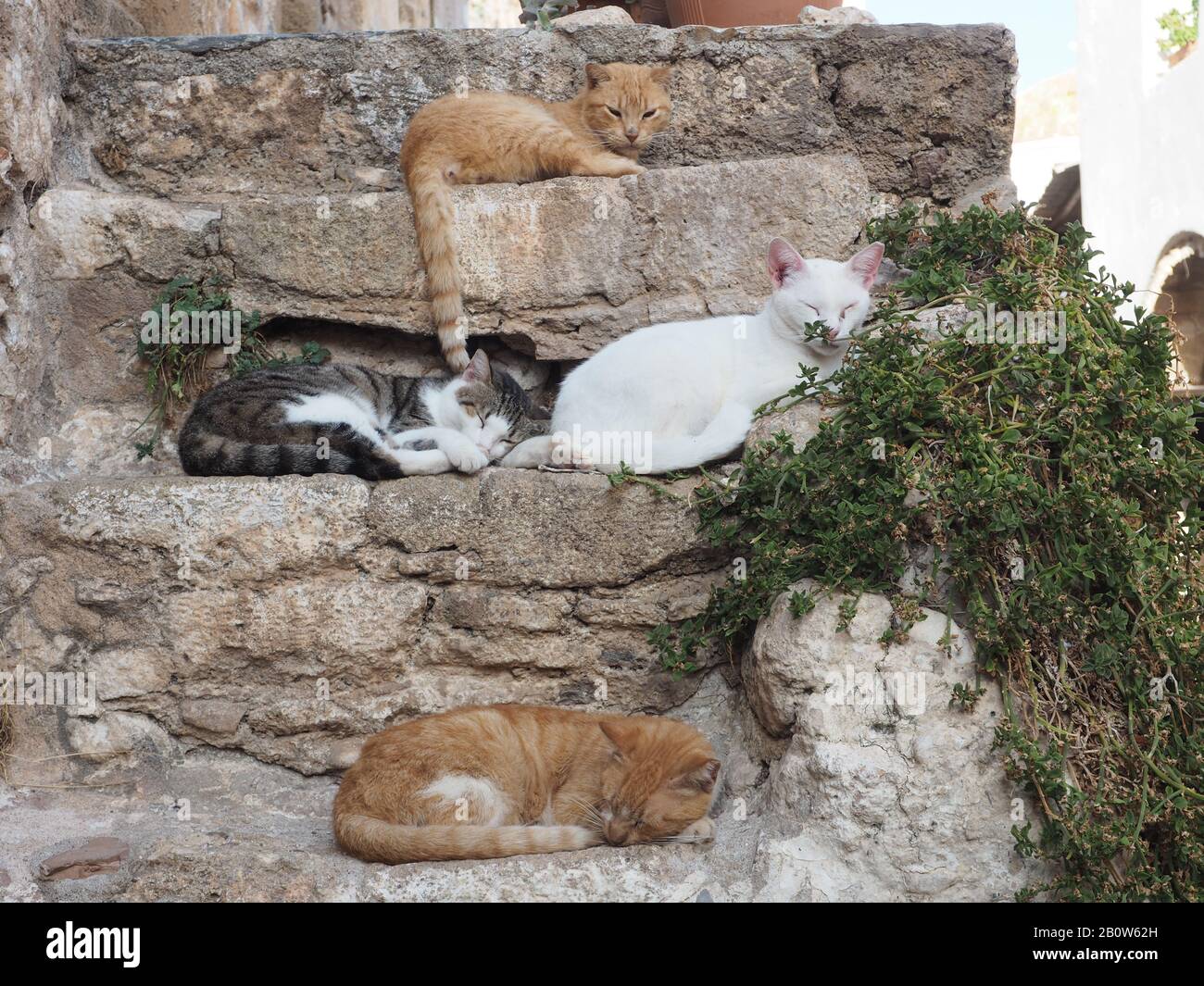 Gatti che riposano su gradini di pietra nella città murata di Monemvasia, Laconia, Peloponneso, Grecia Foto Stock