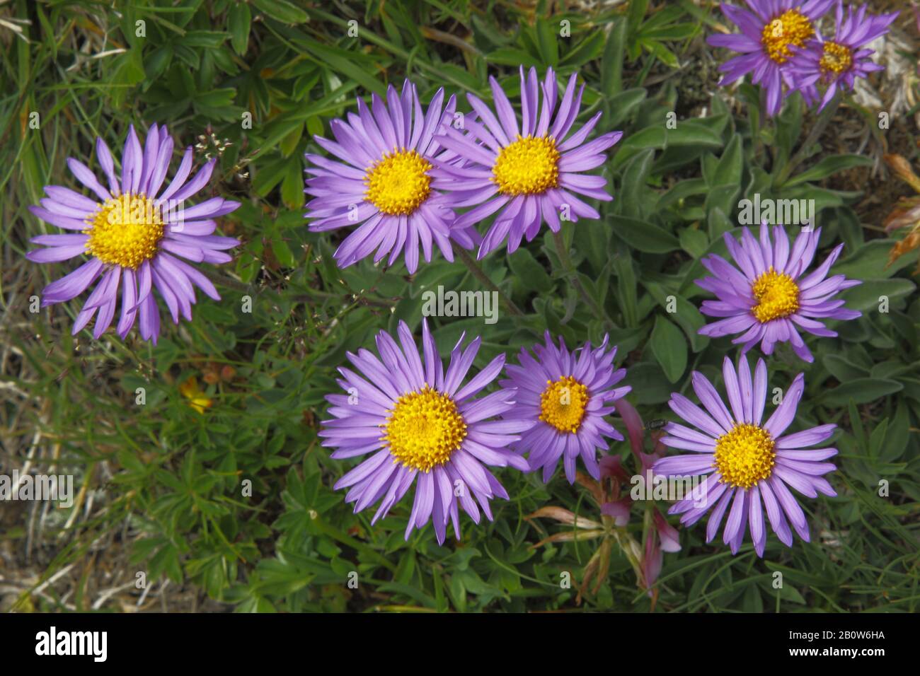 Alpen- Aster, Alpinus Aster Foto Stock