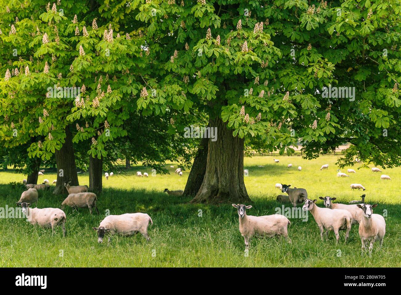 Una mandria di pecore sotto l'albero che si mantiene fresco mentre pascolano nel prato. Foto Stock