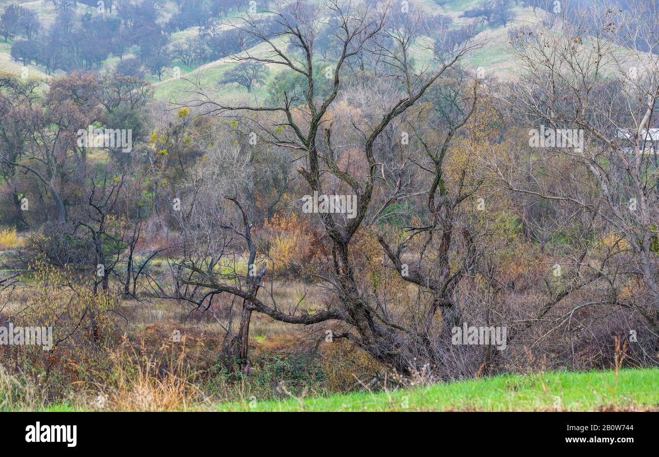 Un albero scheletrico in una fresca e nebbiosa mattina invernale nel nord della California. Foto Stock