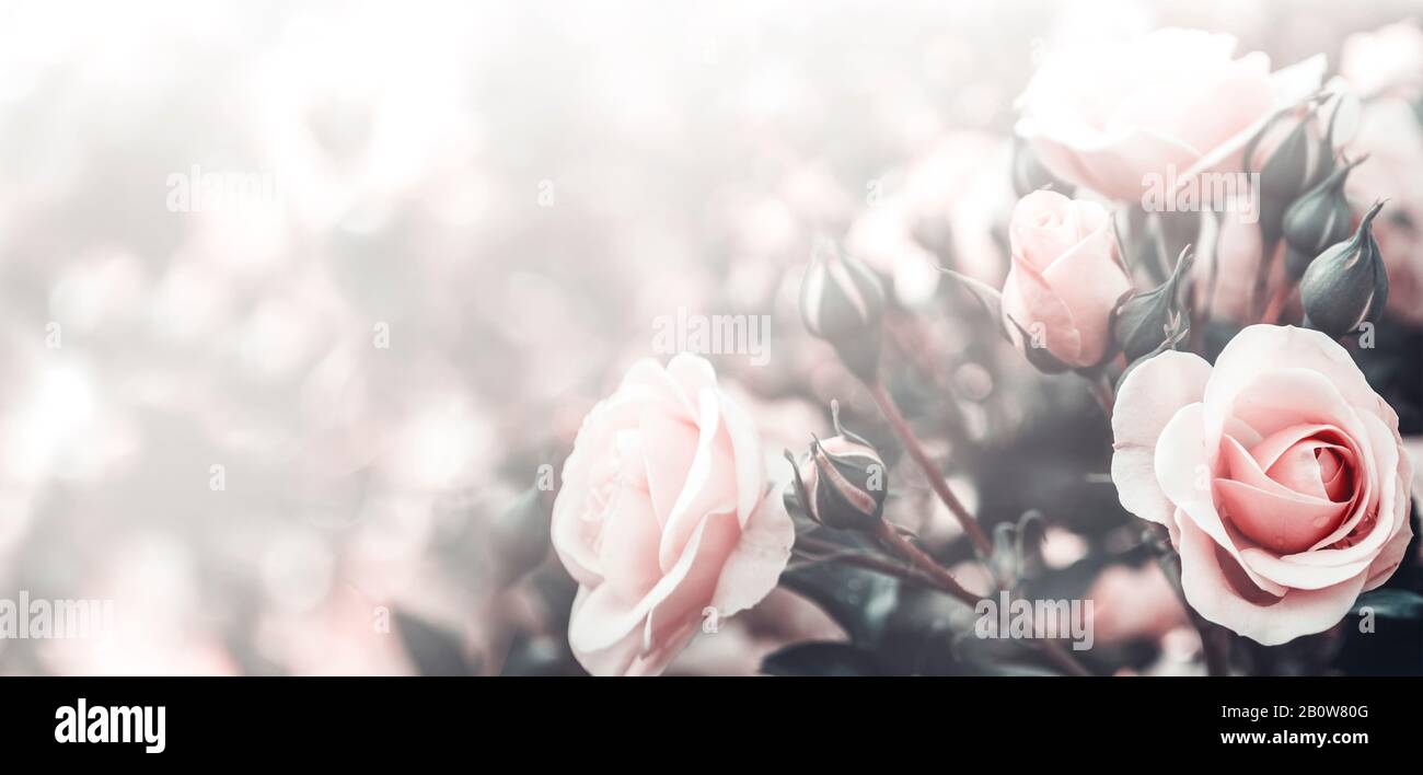 Bella immagine d'arte di belle rose pastello in giardino. Design vintage di San Valentino e nuziale. Sfondo floreale chiaro. Foto Stock