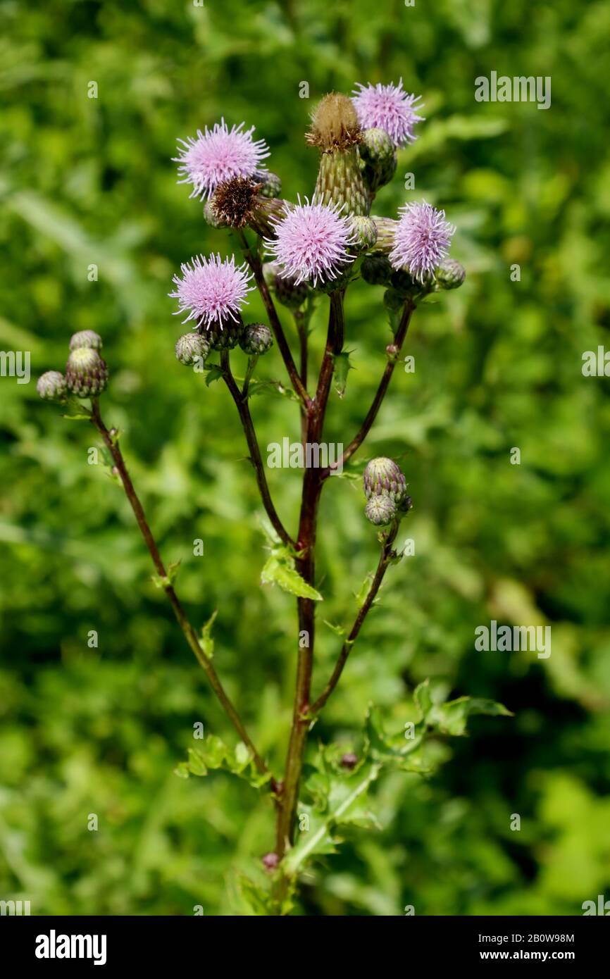 Acker Kratzdistel, Arvense Cirsium Foto Stock