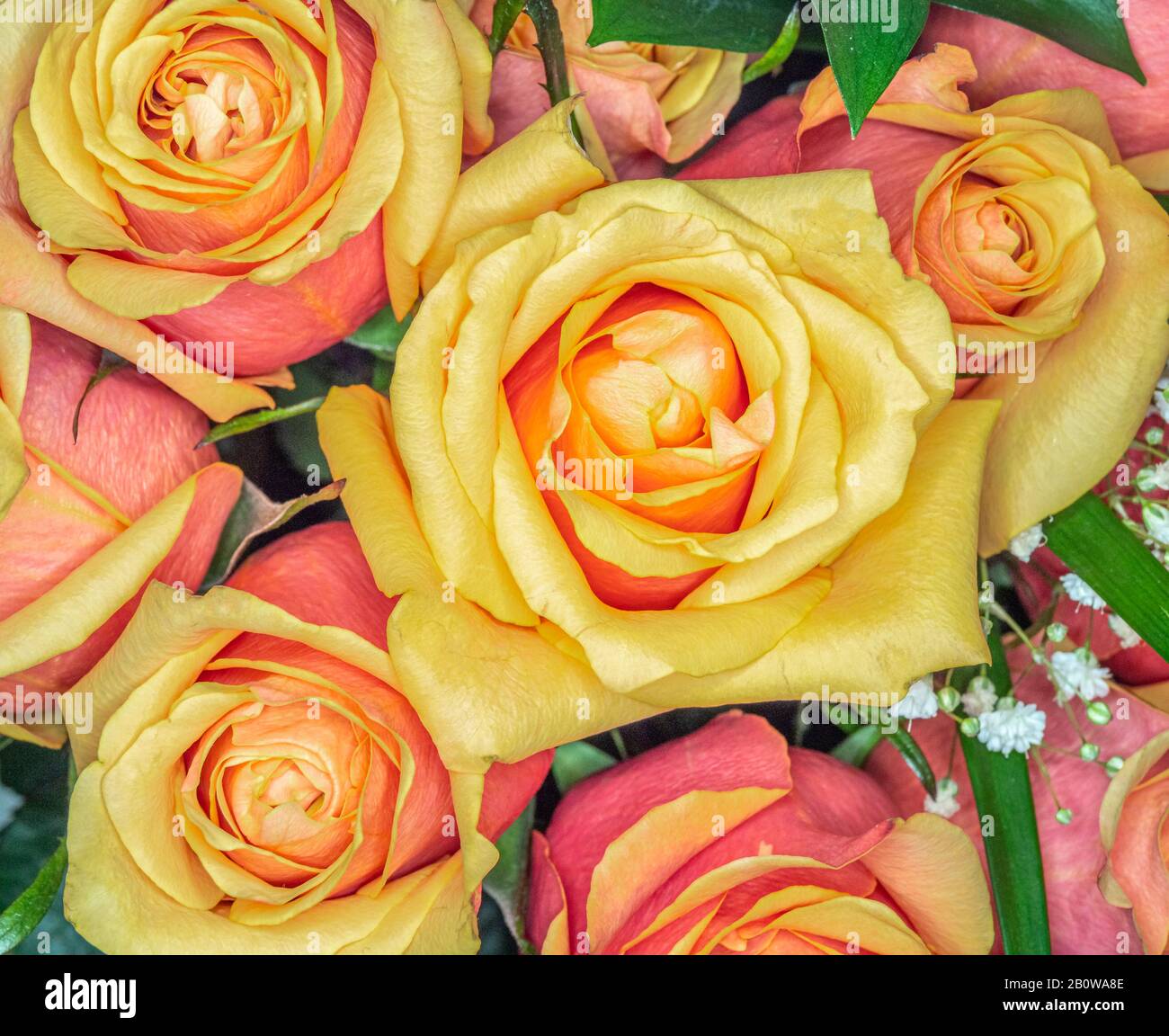 Primo piano dall'alto di giallo con rose rosse che riempiono il telaio Foto Stock