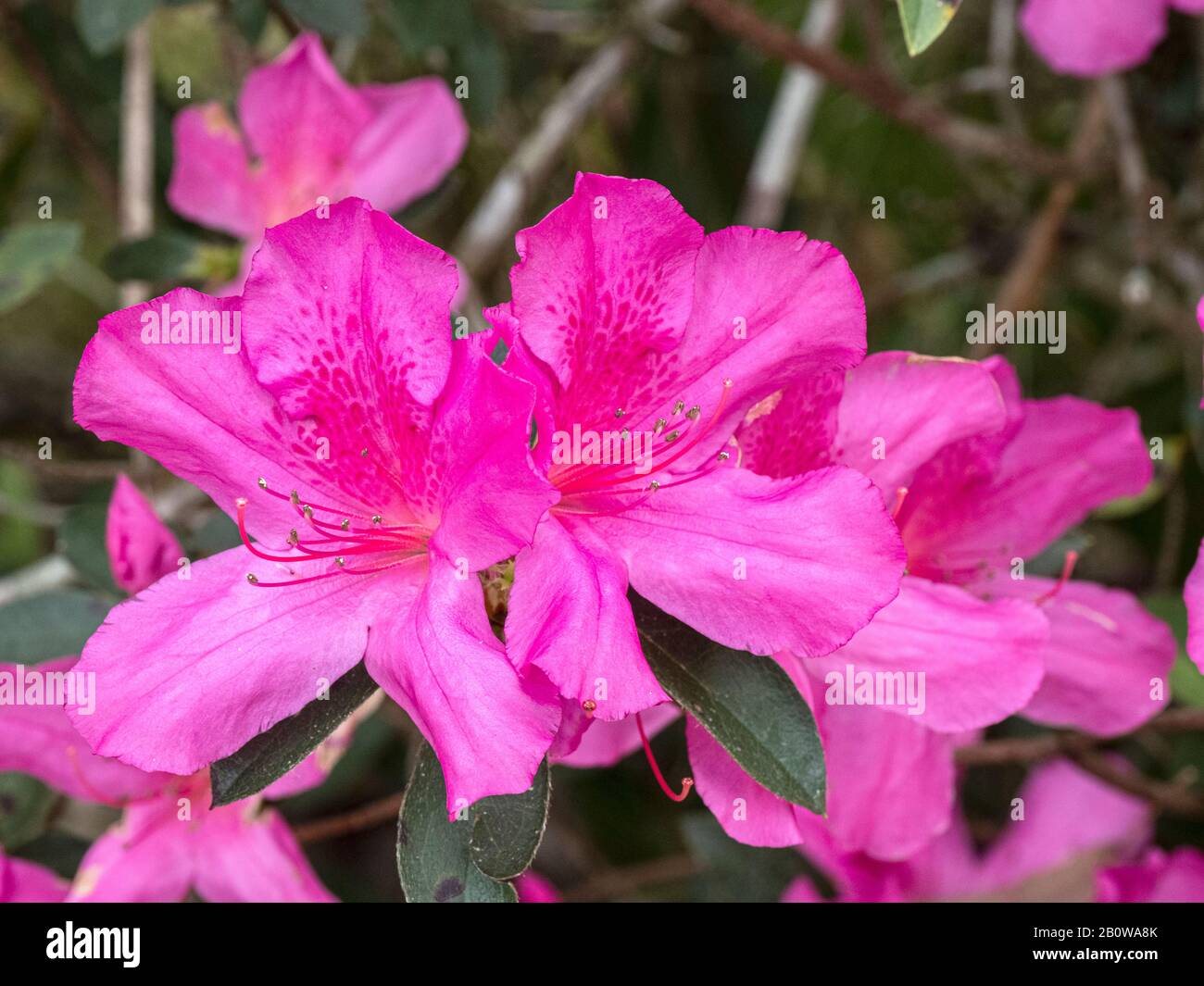 Primo piano di Azaleas rosa fioritura Foto Stock