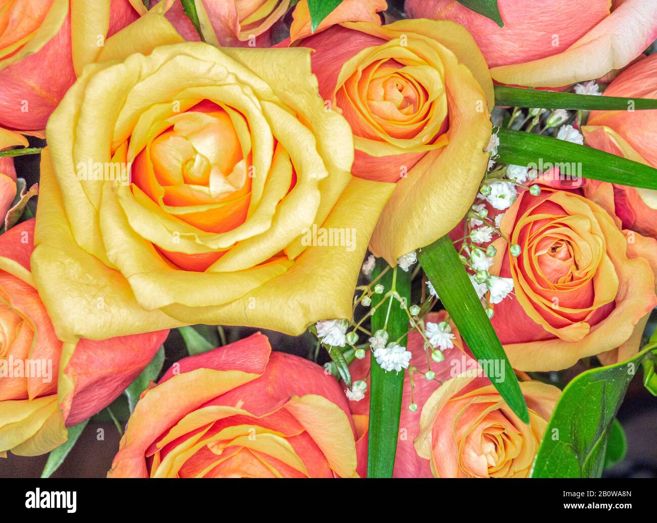 Primo piano dall'alto di giallo con rose rosse che riempiono il telaio Foto Stock