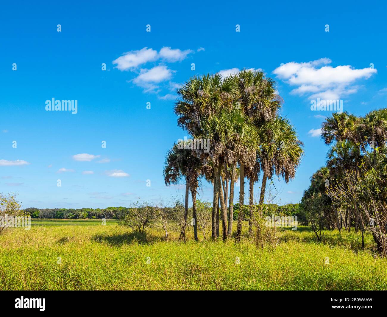 Campo aperto con un cielo blu chiaro al Myakka River state Park a Sarasota Florida Foto Stock