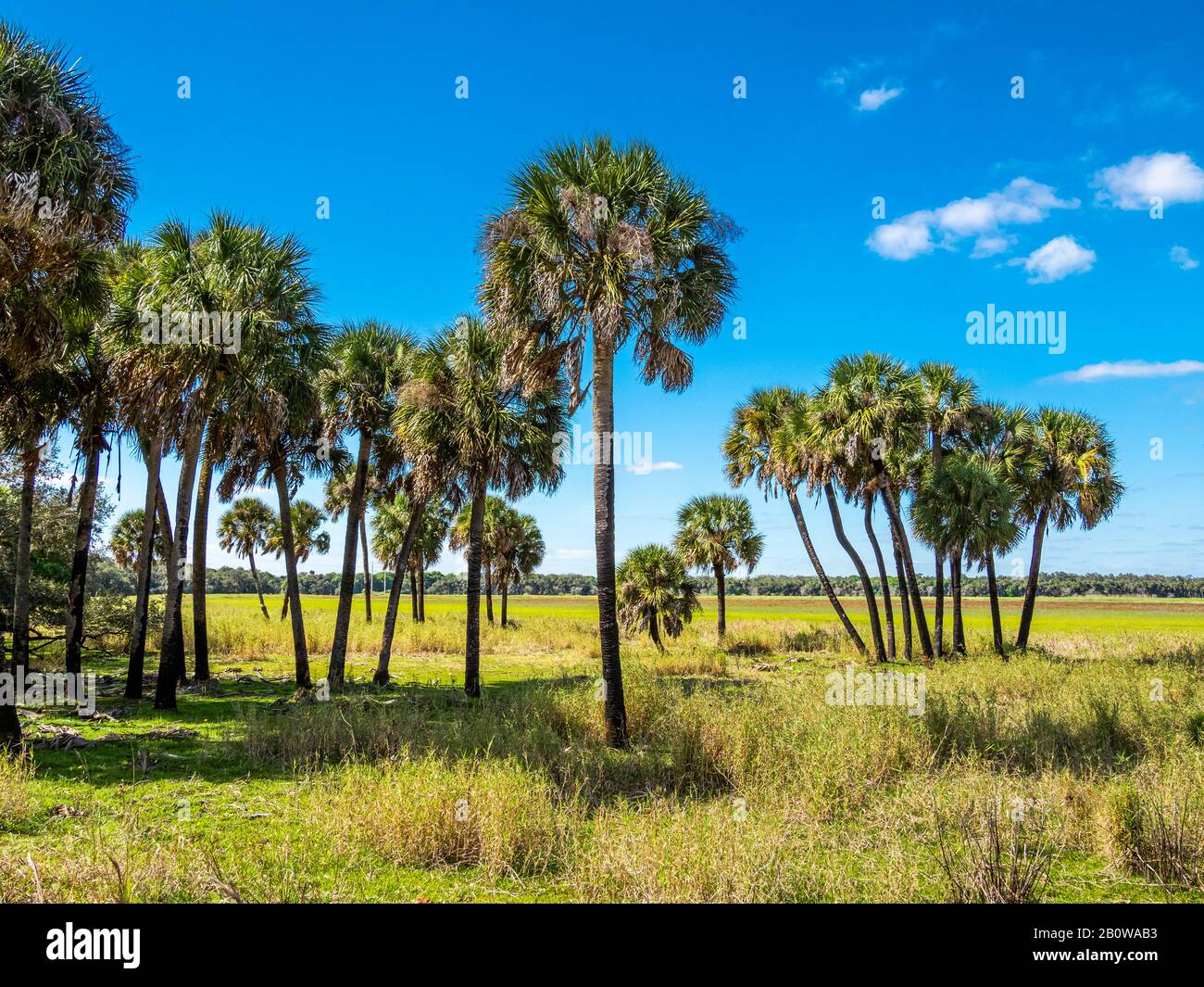 Campo aperto con un cielo blu chiaro al Myakka River state Park a Sarasota Florida Foto Stock