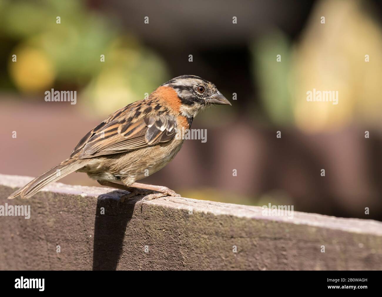 Rufous Passero a collare Foto Stock