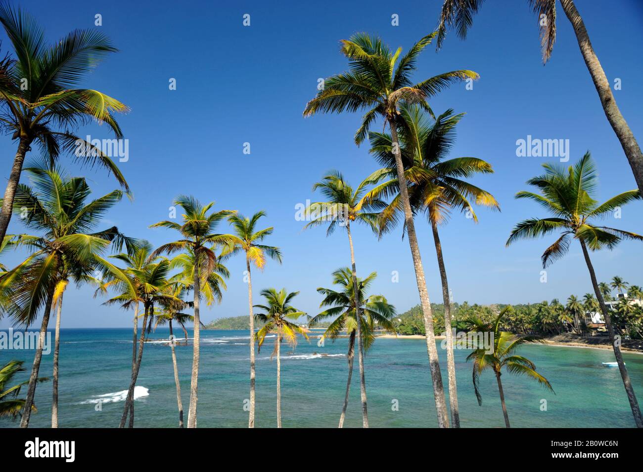 Sri Lanka, Mirissa, collina di palme da cocco, palme Foto Stock