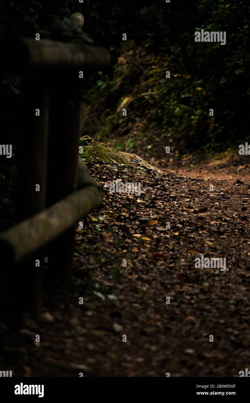 Barriera di legno scuro in mezzo alla foresta / molte foglie asciutte al suolo in un giorno d'autunno / Abstract immagini per copertine di libri Foto Stock