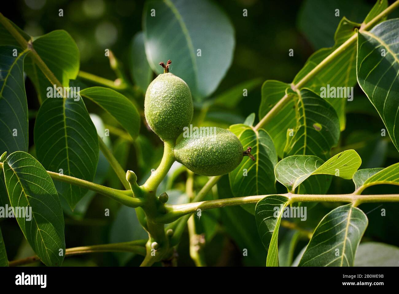 Frutta noce inglese (Juglans regia) Foto Stock