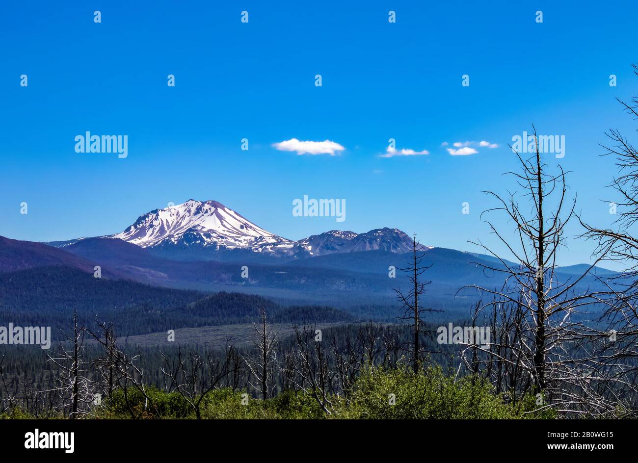 Cima innevata del bellissimo Monte Shasta nel nord-ovest degli Stati Uniti con tronchi di alberi bruciati in primo piano Foto Stock