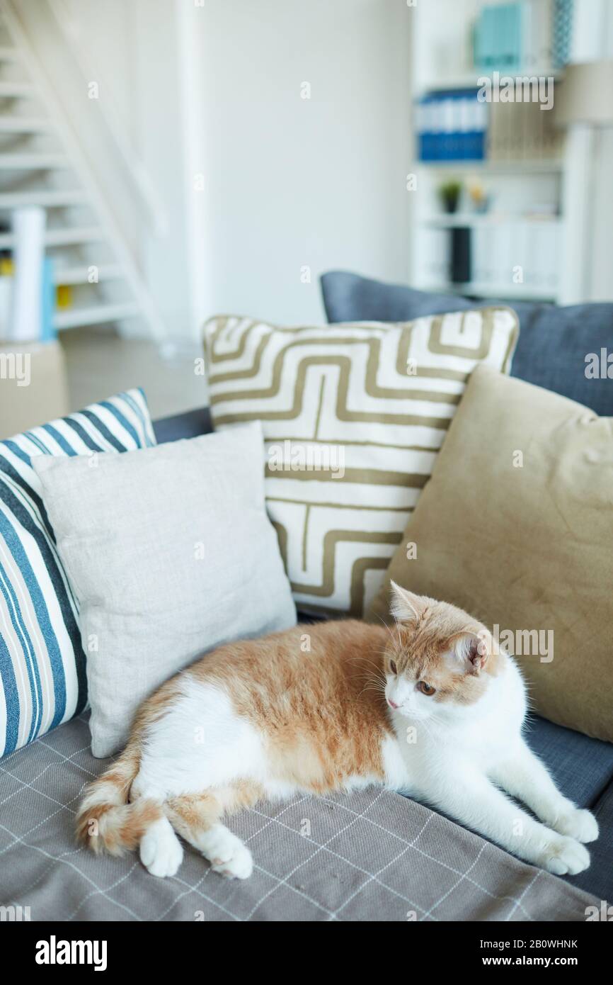 Carino gatto sdraiato sul divano nel soggiorno vuoto a casa Foto Stock