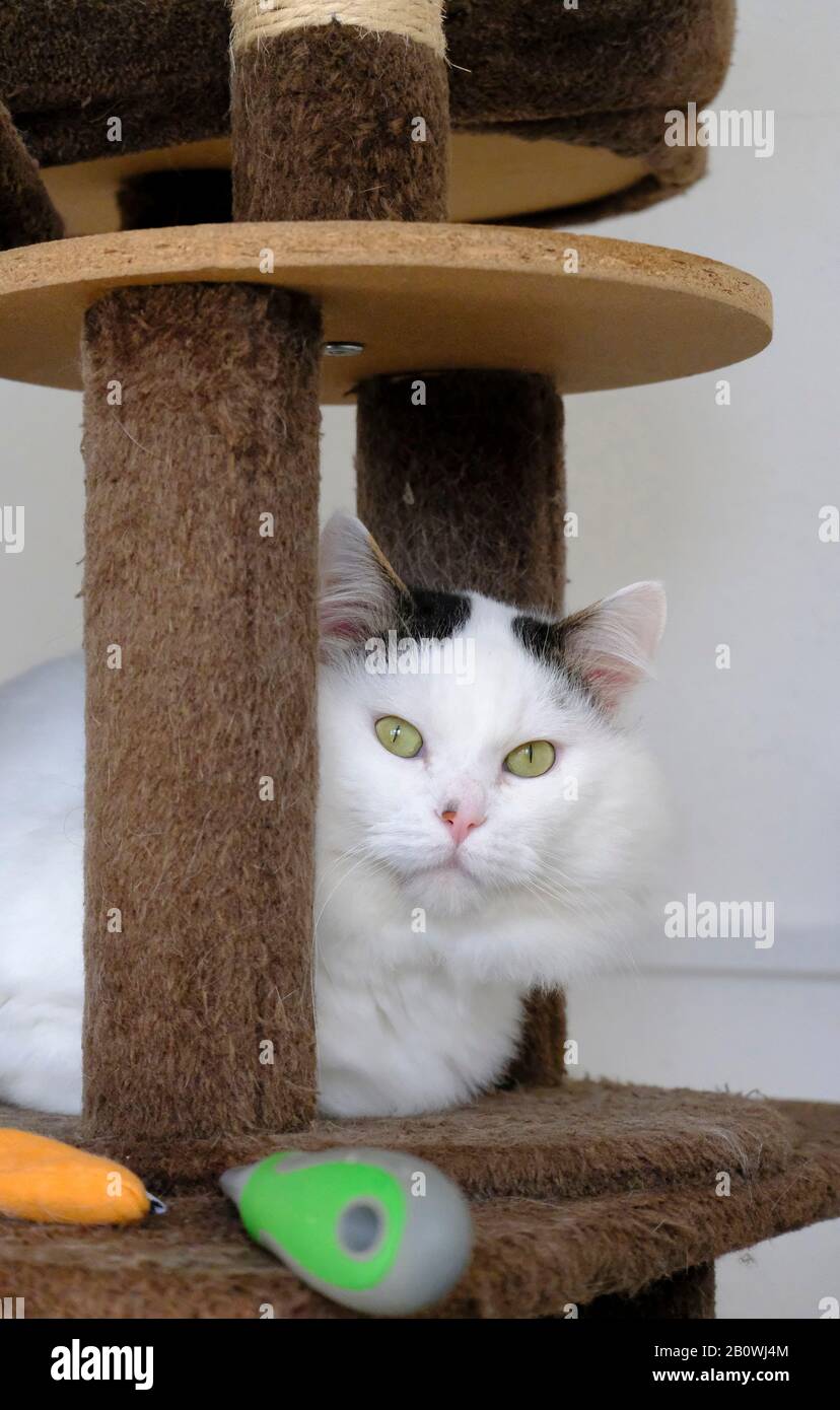 Ritratto di un grande bel gatto bianco domestico maschio (Felis catus) in un santuario animale in attesa di adozione Foto Stock