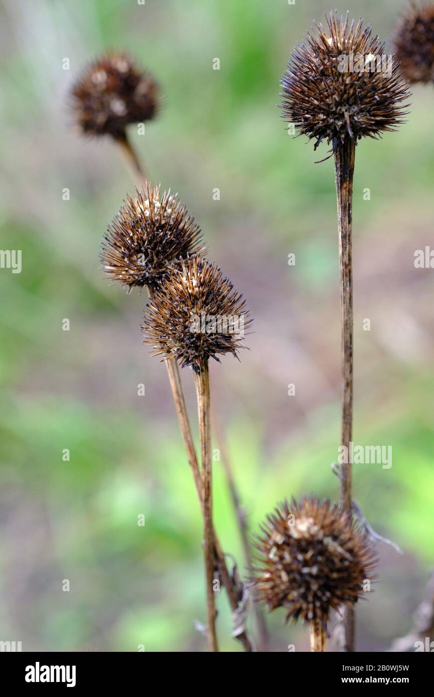 Ritratto di un piccolo gruppo di Teasel Flowerheads (Dipsacus pilosus) in un giardino del Sussex in inverno. Foto Stock