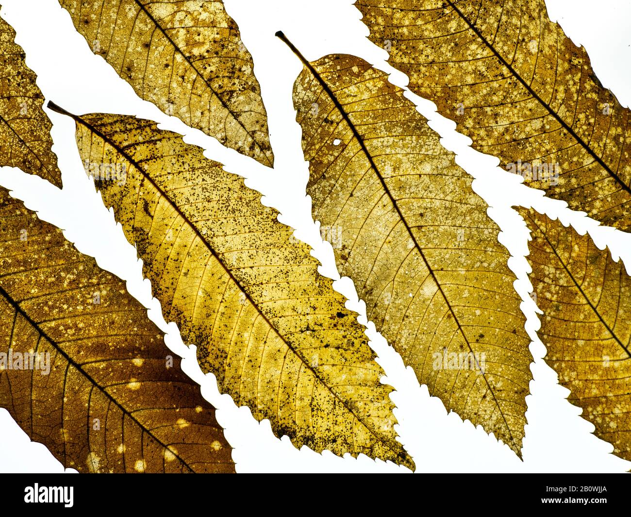 Sweet Chestnut Castanea sativa le foglie in autunno Foto Stock