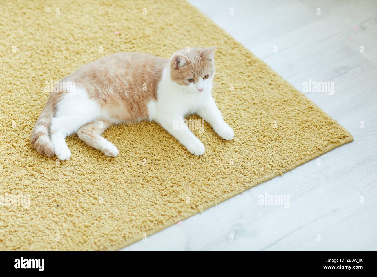 Il gatto domestico grazioso che riposa sul pavimento sul tappeto nel paese Foto Stock