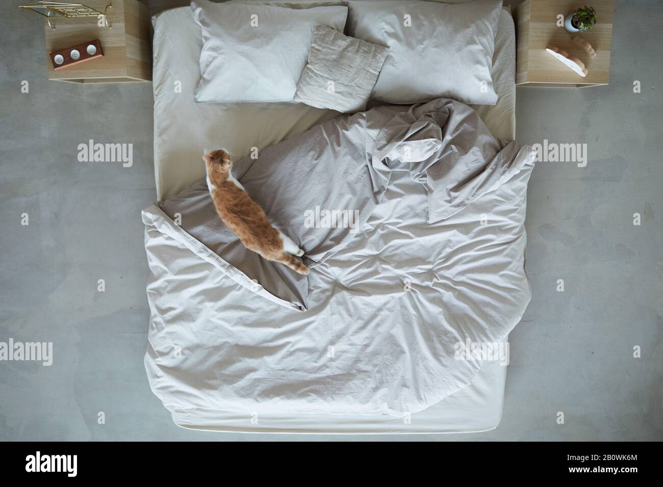 Vista ad alto angolo del gatto domestico che va sul letto nella camera da letto a casa Foto Stock